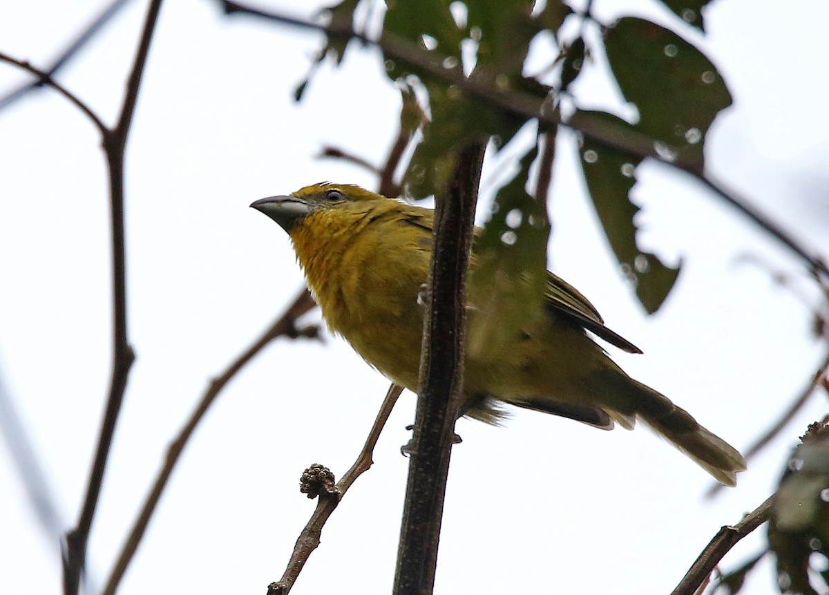 Hepatic Tanager (Highland) - ML195171461