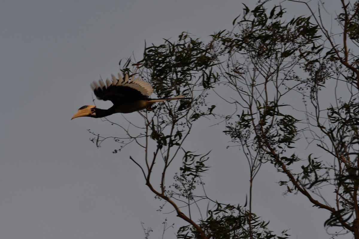 Malabar Pied-Hornbill - Vivek Sudhakaran