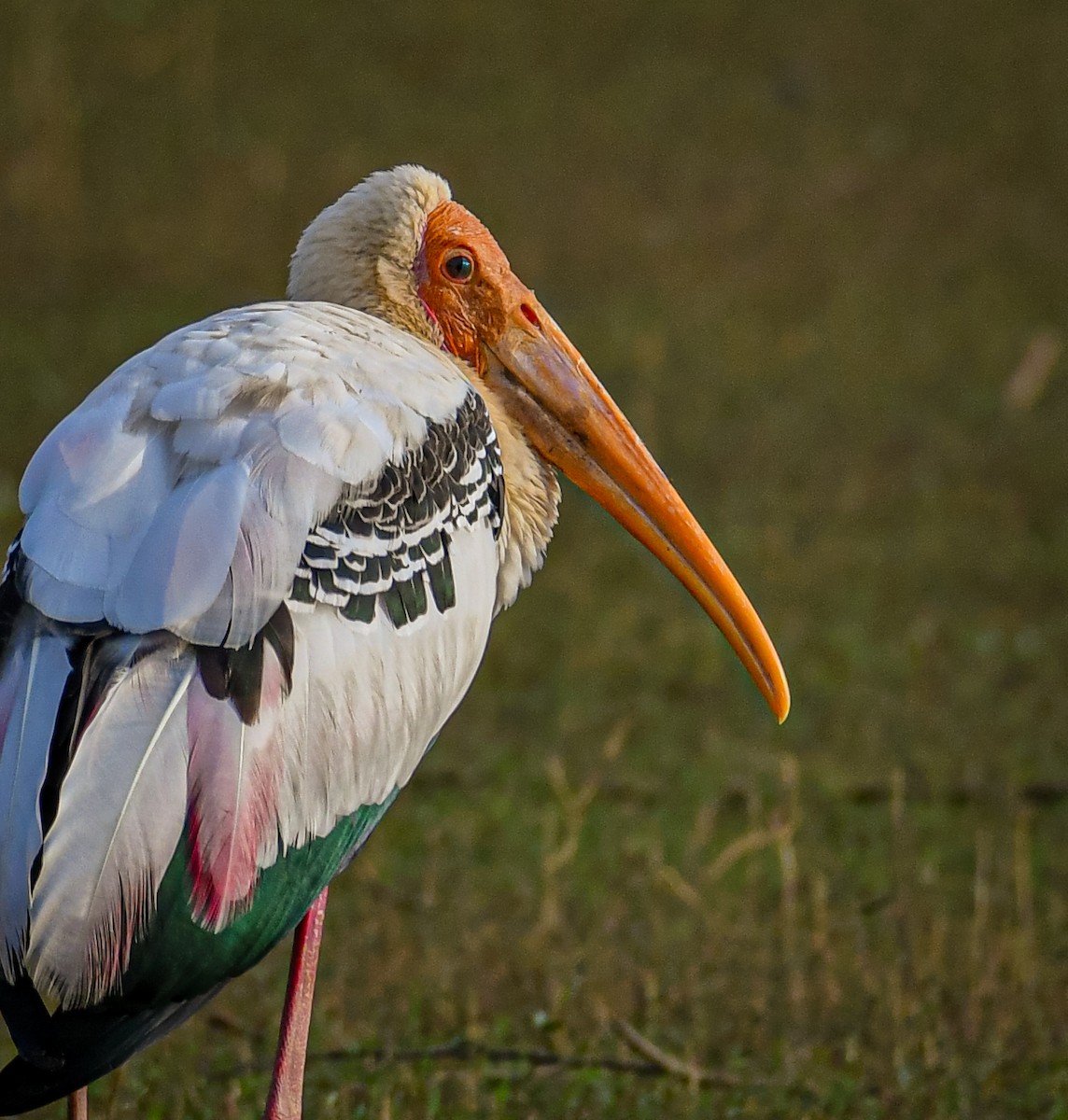 Painted Stork - Vivek Sudhakaran