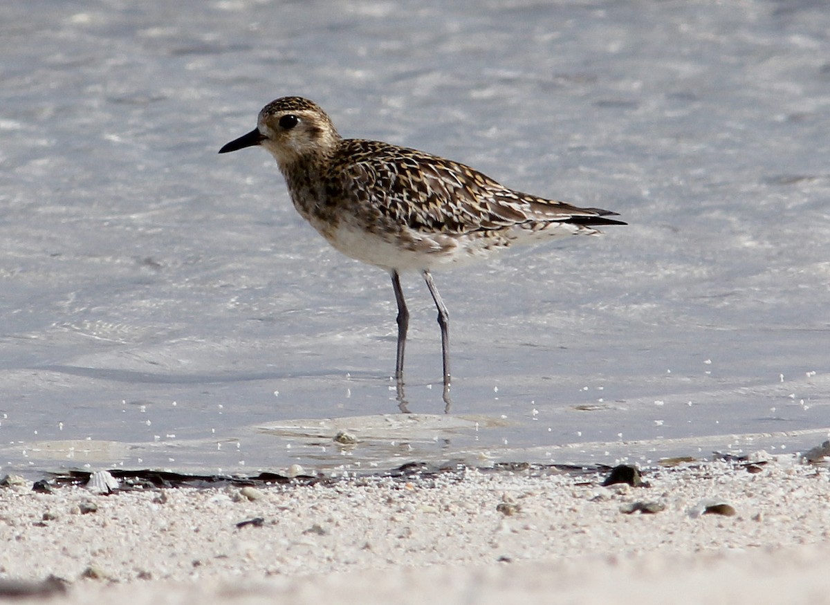 Pacific Golden-Plover - Ashley Banwell