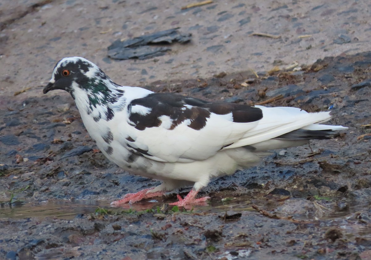 Rock Pigeon (Feral Pigeon) - ML195186741