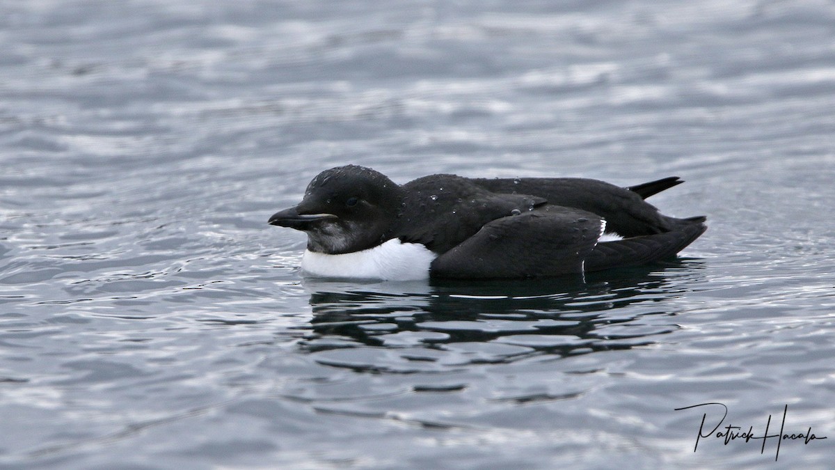 Thick-billed Murre - ML195189071