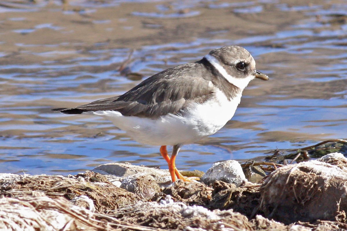Common Ringed Plover - ML195190121