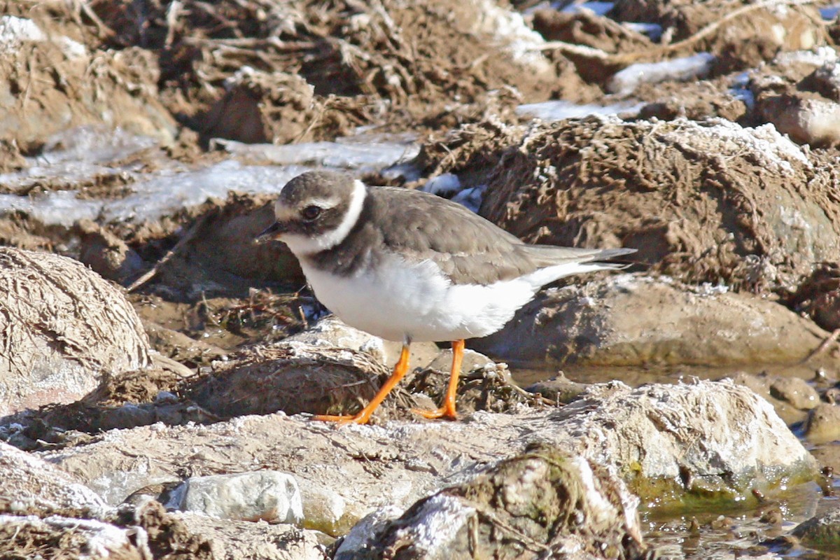 Common Ringed Plover - ML195190131