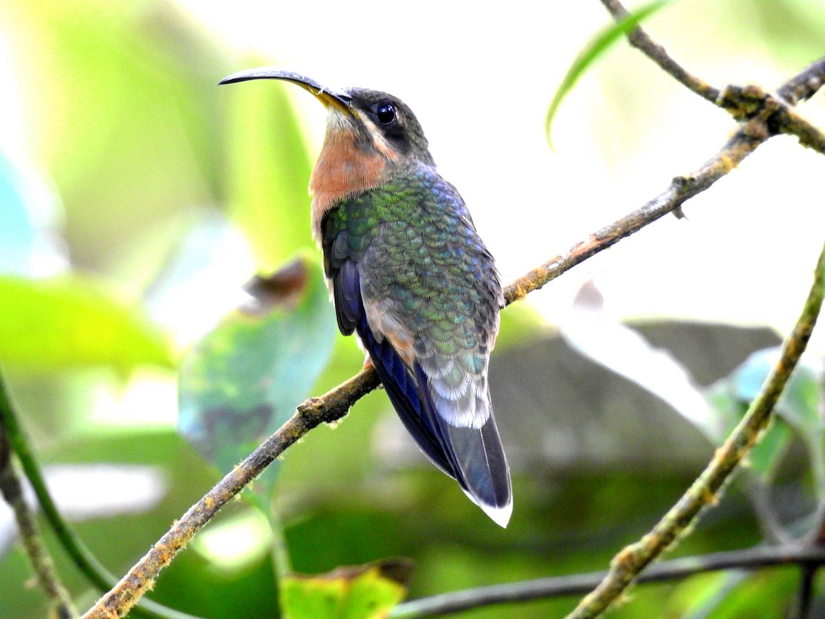 Rufous-breasted Hermit - ML195191061