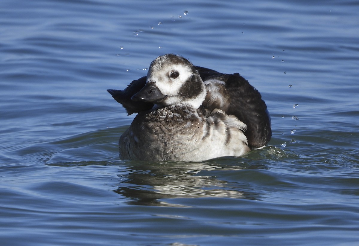 Long-tailed Duck - ML195191821