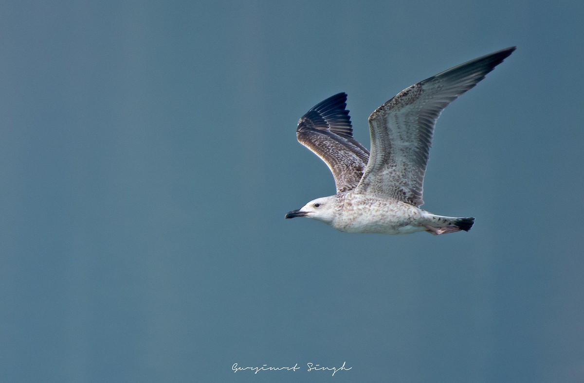 Caspian Gull - gursimrat singh