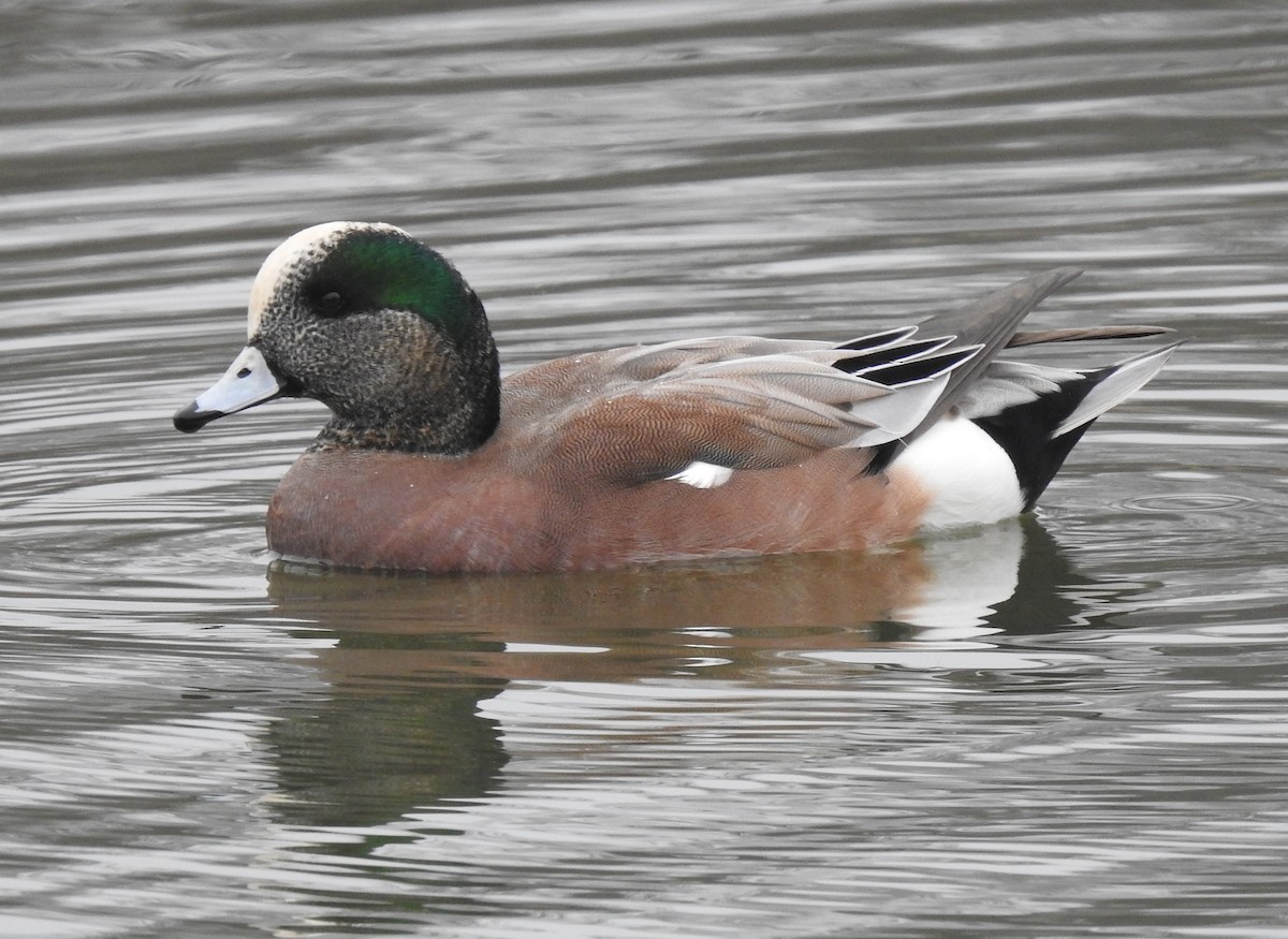 eBird Checklist - 26 Dec 2019 - Colleyville Nature Ctr. (PPW-W 082 ...