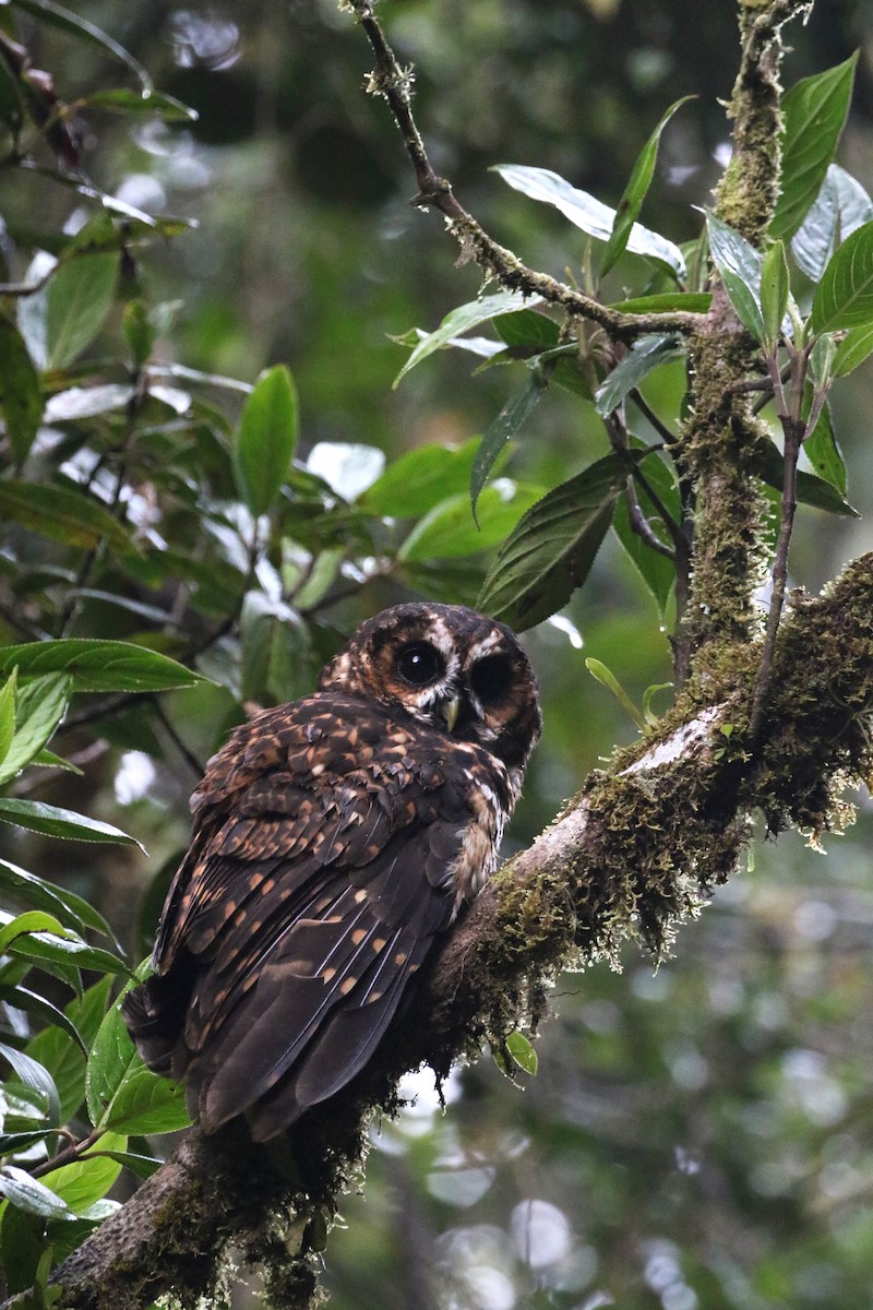 Rufous-banded Owl - ML195201041