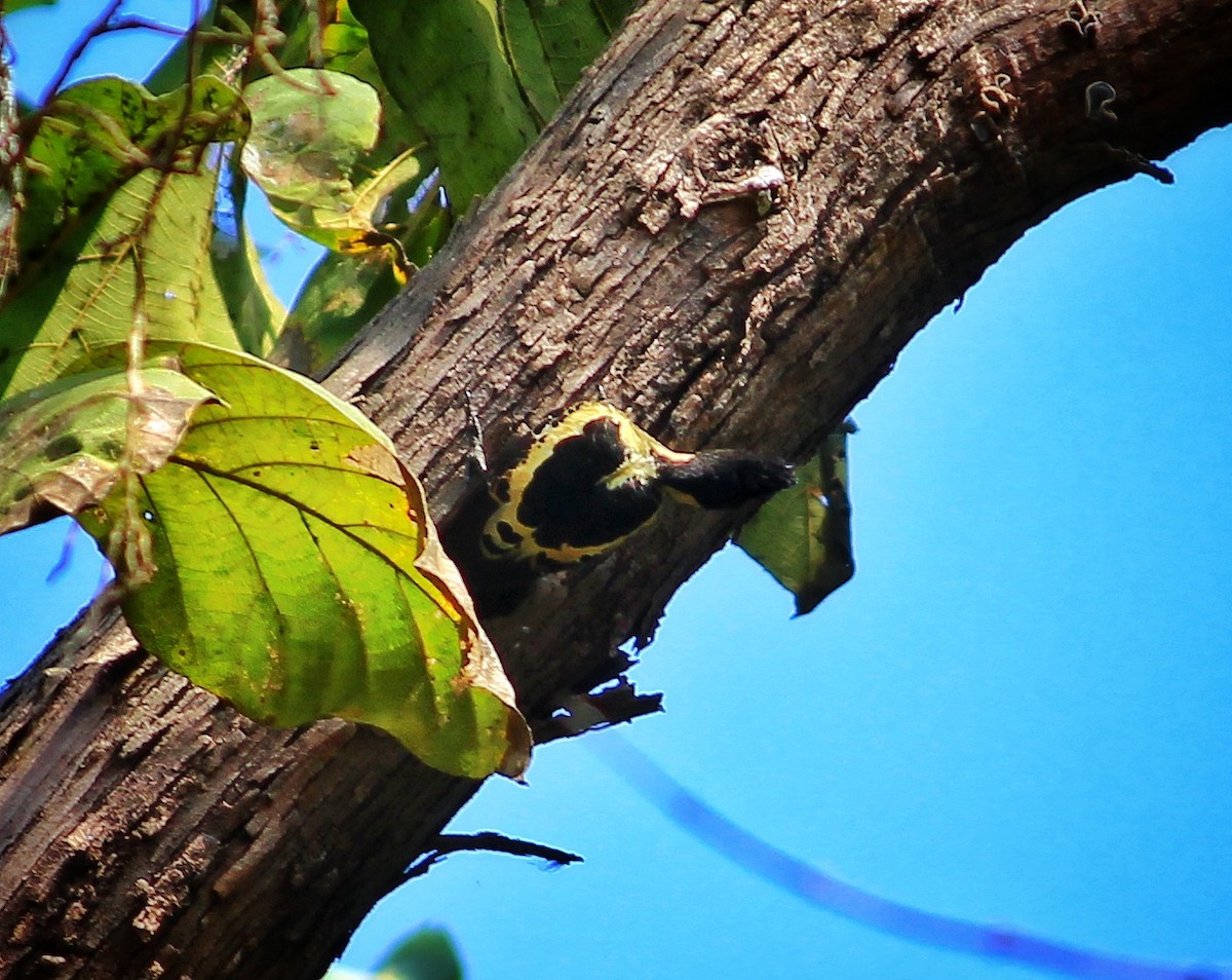 Heart-spotted Woodpecker - ML195201841
