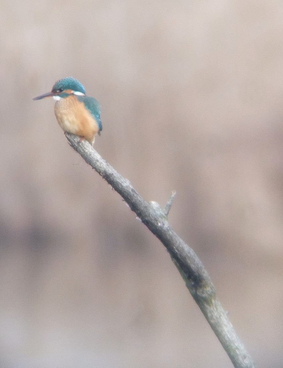 Common Kingfisher - Timothée  Baudequin