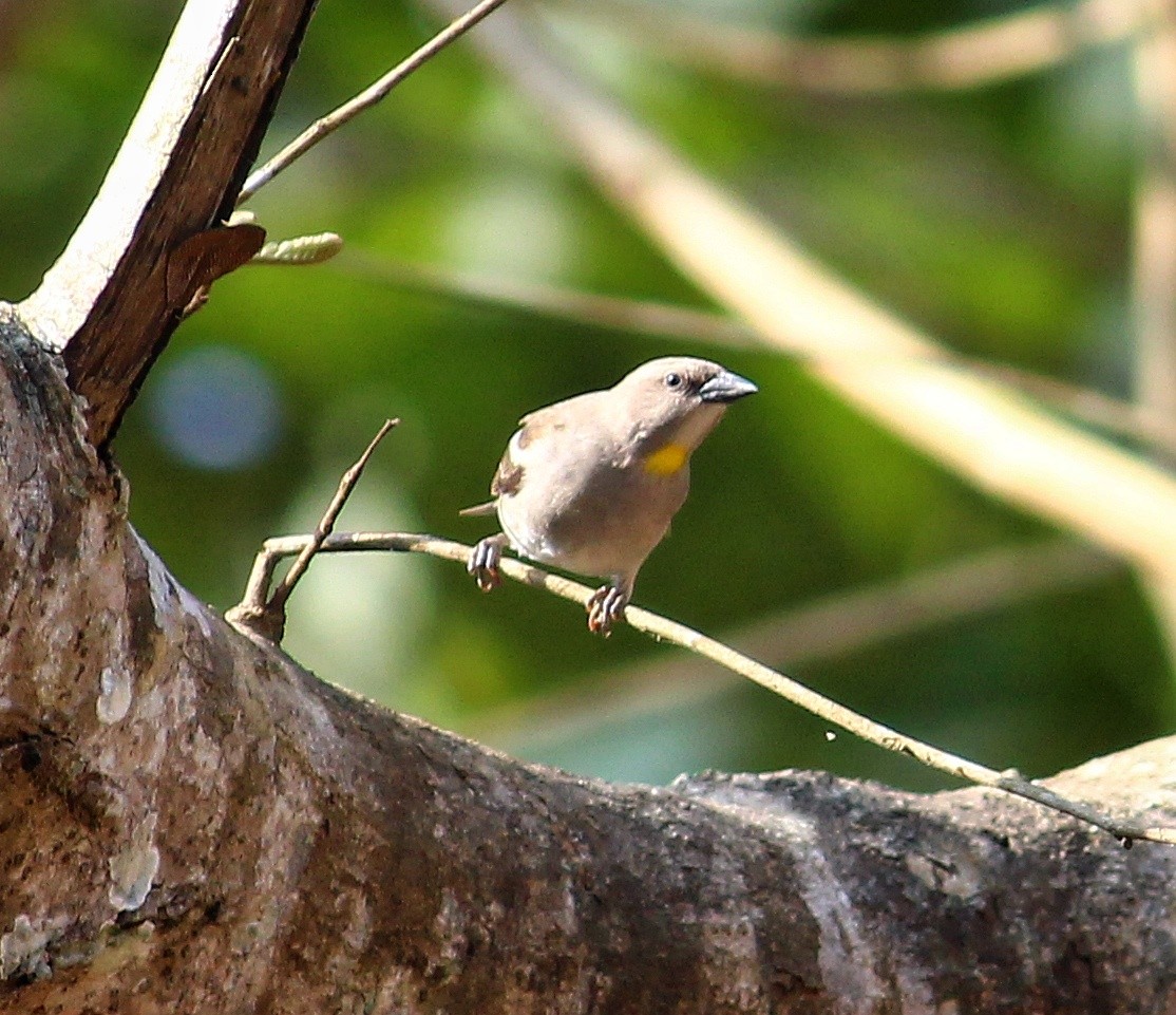 Yellow-throated Sparrow - Shreyan M L