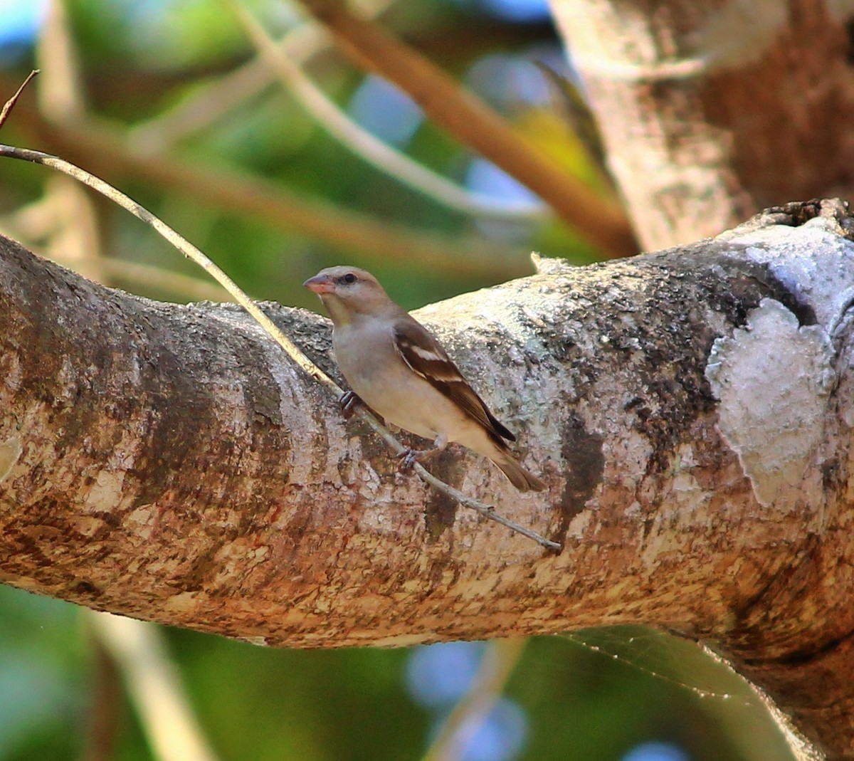 Yellow-throated Sparrow - Shreyan M L
