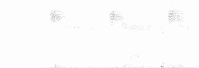 Gray-bellied Tesia - ML195202321