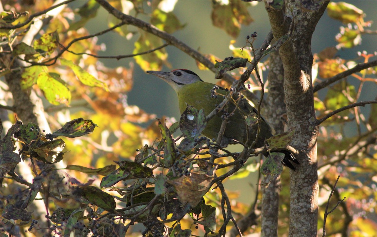 Gray-headed Woodpecker - Jan Harm Wiers