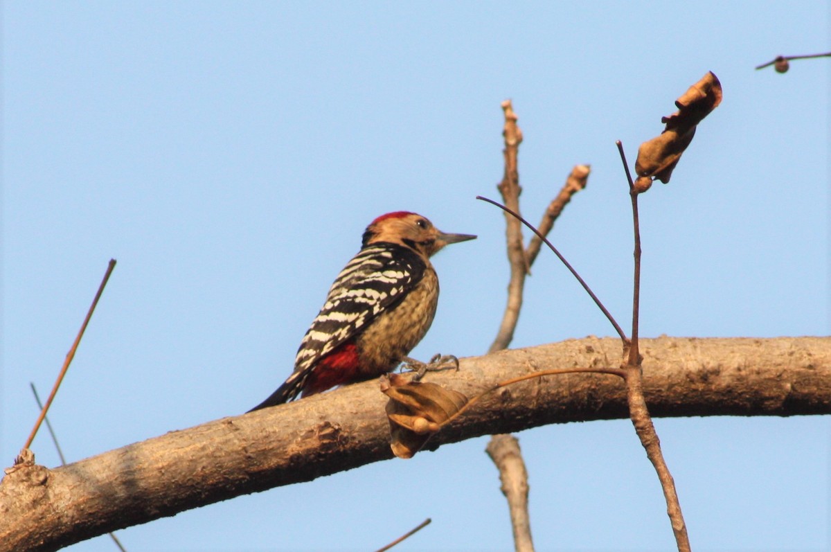 Fulvous-breasted Woodpecker - ML195210261