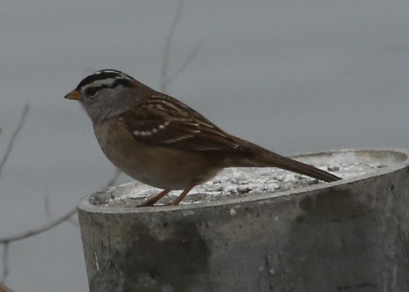 White-crowned Sparrow - ML195216021