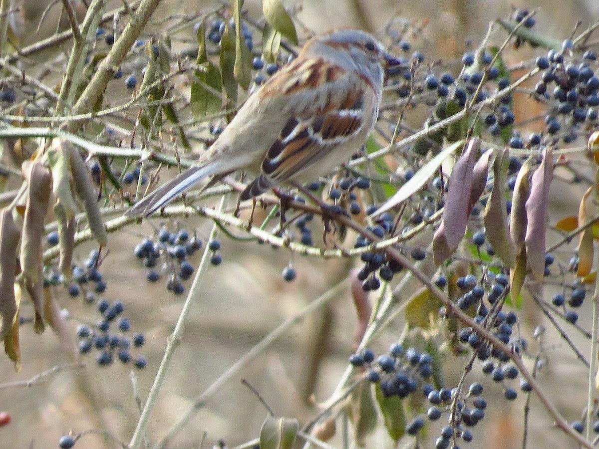 American Tree Sparrow - ML195218841