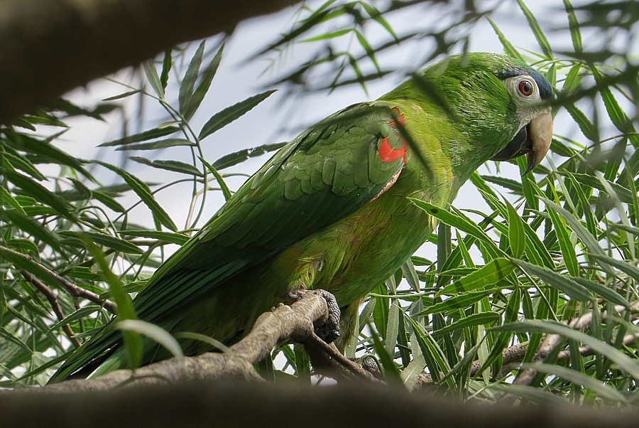 Red-shouldered Macaw - ML195223671