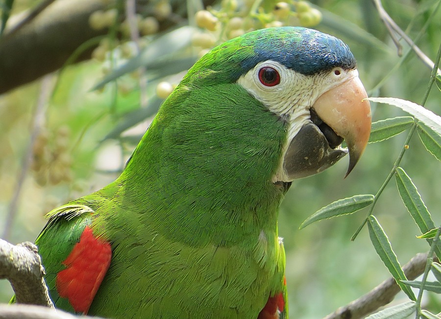 Red-shouldered Macaw - ML195223681