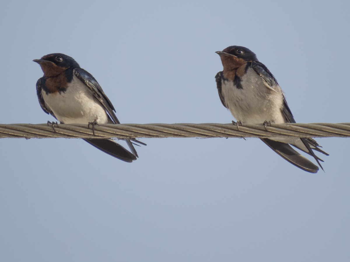 Red-chested Swallow - ML195224101