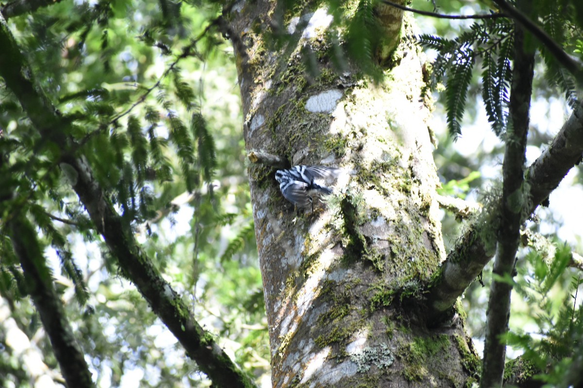 Black-and-white Warbler - ML195227651
