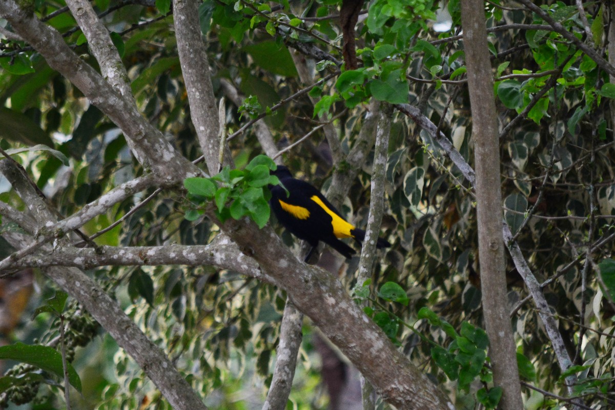Yellow-rumped Cacique - ML195227671