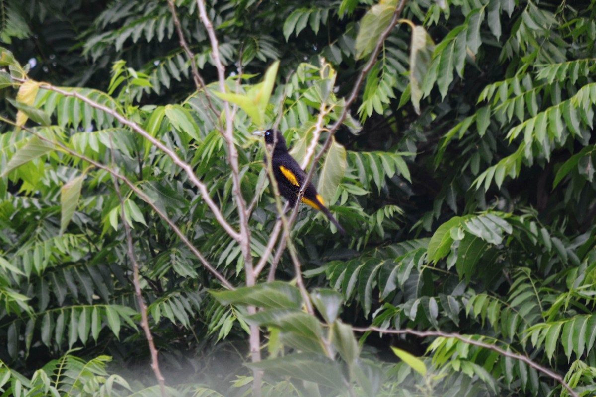 Yellow-rumped Cacique - ML195227681