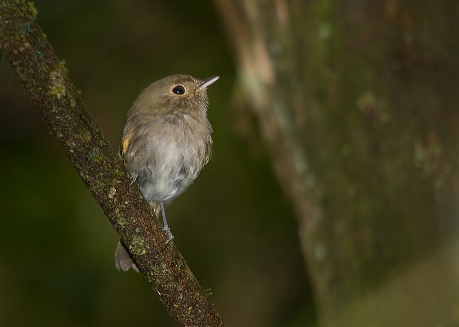 Brown-breasted Pygmy-Tyrant - ML195227981