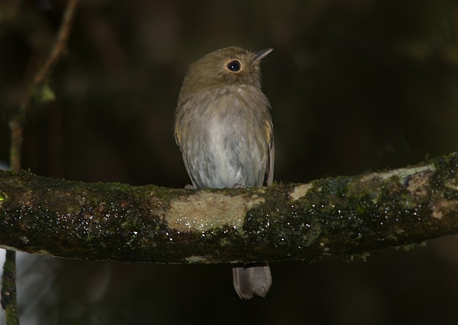Brown-breasted Pygmy-Tyrant - ML195228001
