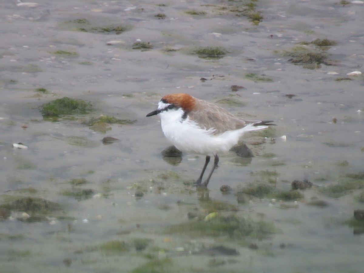 Red-capped Plover - ML195231661