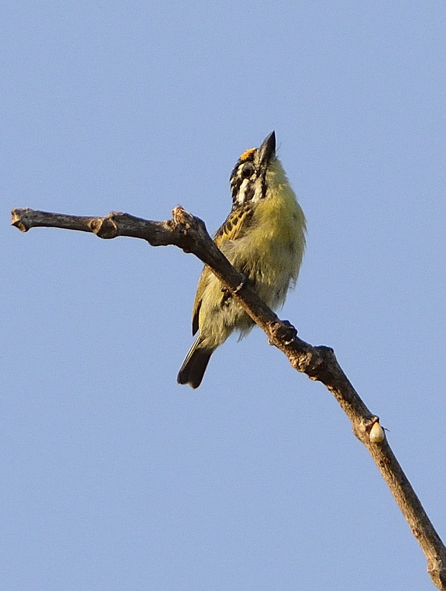 Yellow-fronted Tinkerbird - ML195235941