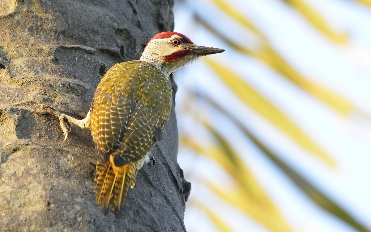Fine-spotted Woodpecker - ML195236191