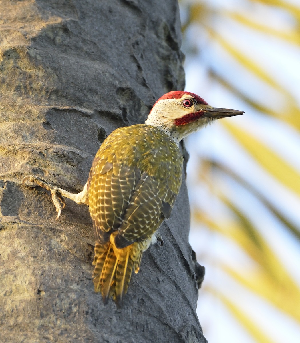 Fine-spotted Woodpecker - ML195236231