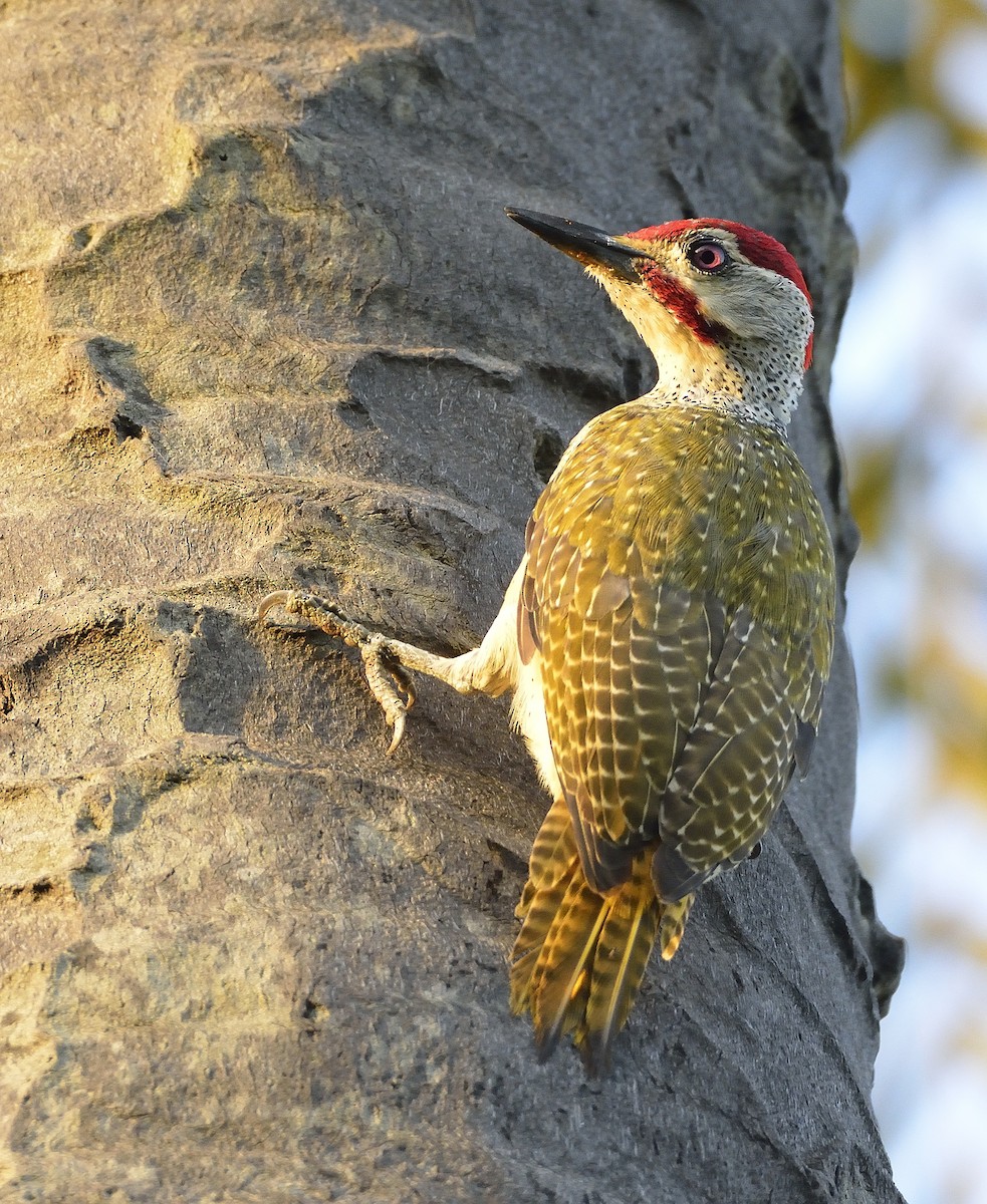 Fine-spotted Woodpecker - ML195236241