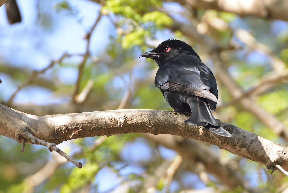 Fork-tailed Drongo (Glossy-backed) - ML195236451