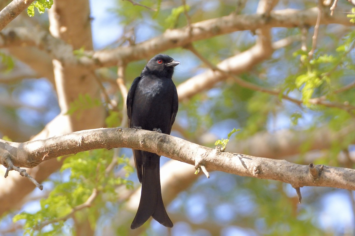 Fork-tailed Drongo (Glossy-backed) - ML195236461