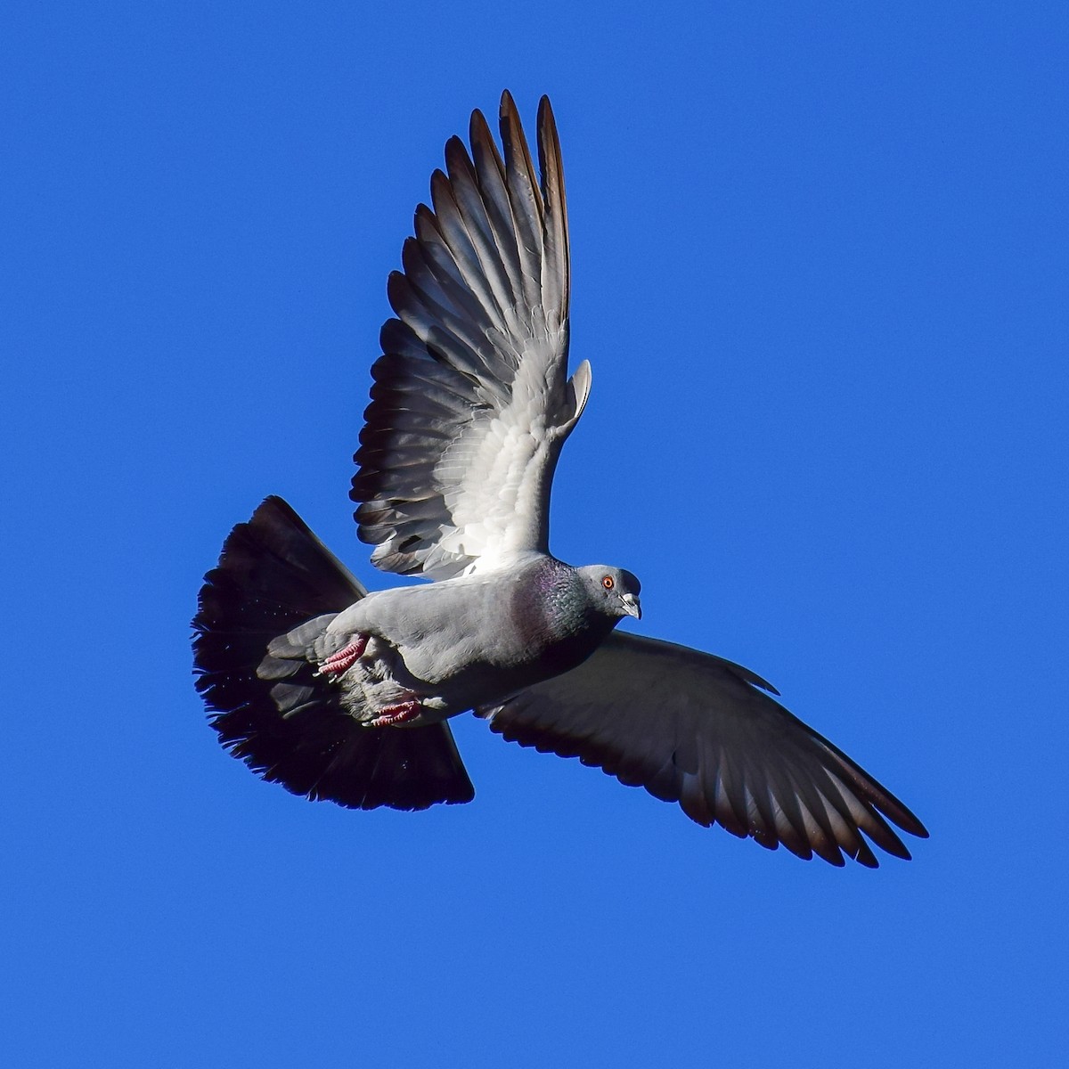 Rock Pigeon (Feral Pigeon) - Claudio Martin