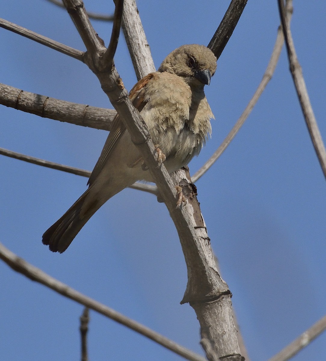 Northern Gray-headed Sparrow - Carlos Alberto Ramírez