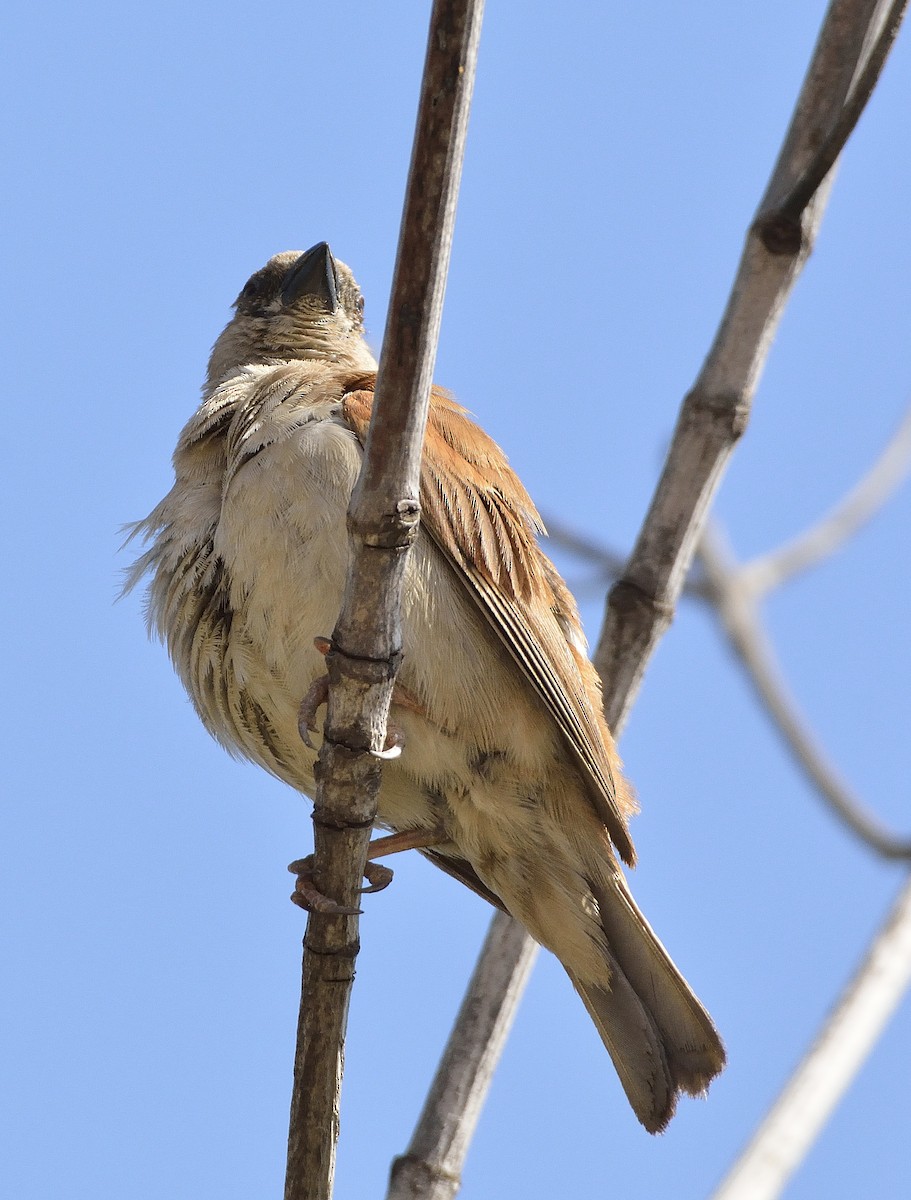 Northern Gray-headed Sparrow - ML195238481