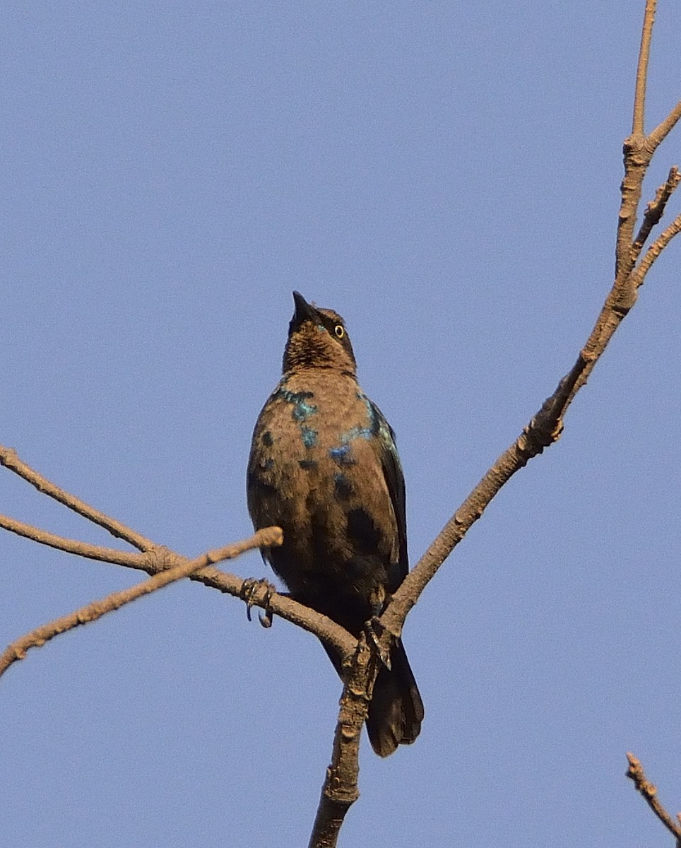 Lesser Blue-eared Starling - ML195239271