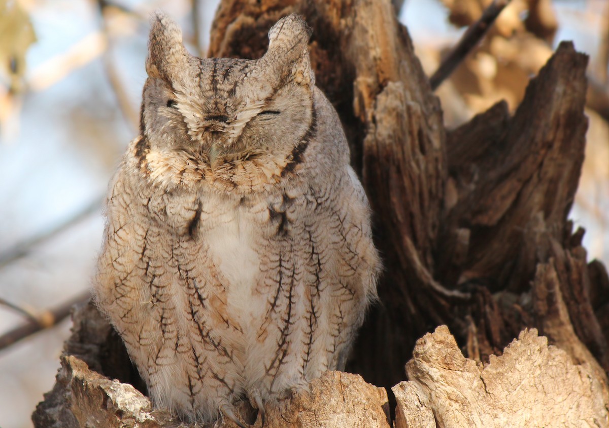 Eastern Screech-Owl - Reed Gorner