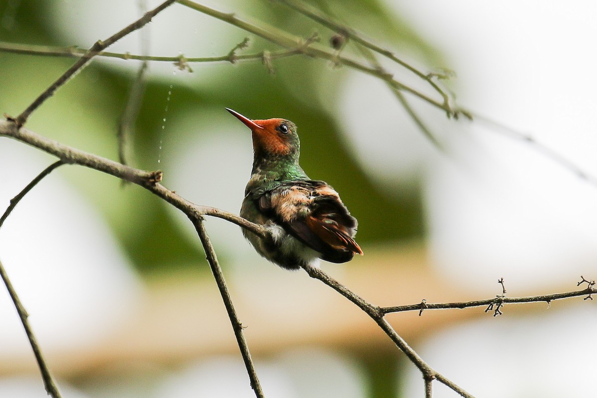 Rufous-crested Coquette - Chris S. Wood