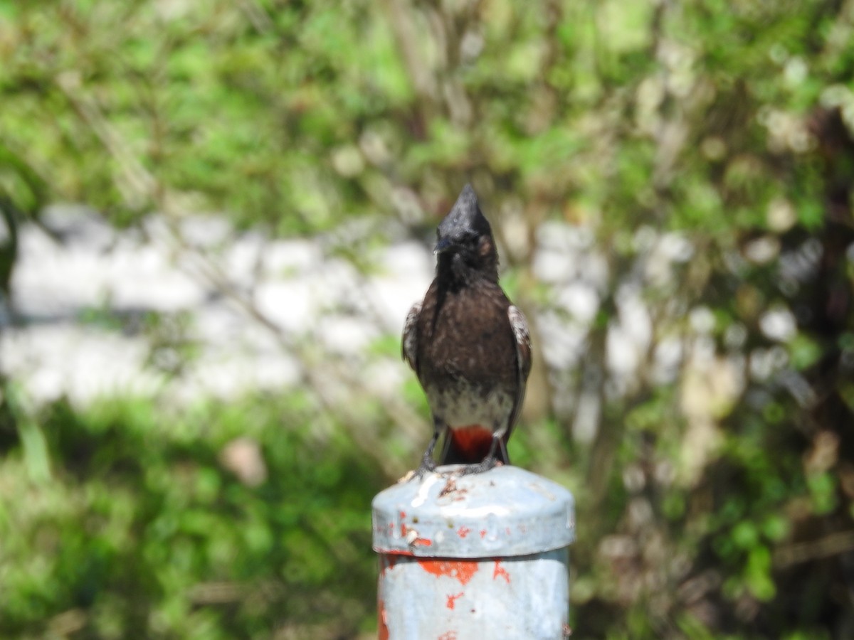 Red-vented Bulbul - ML195256621