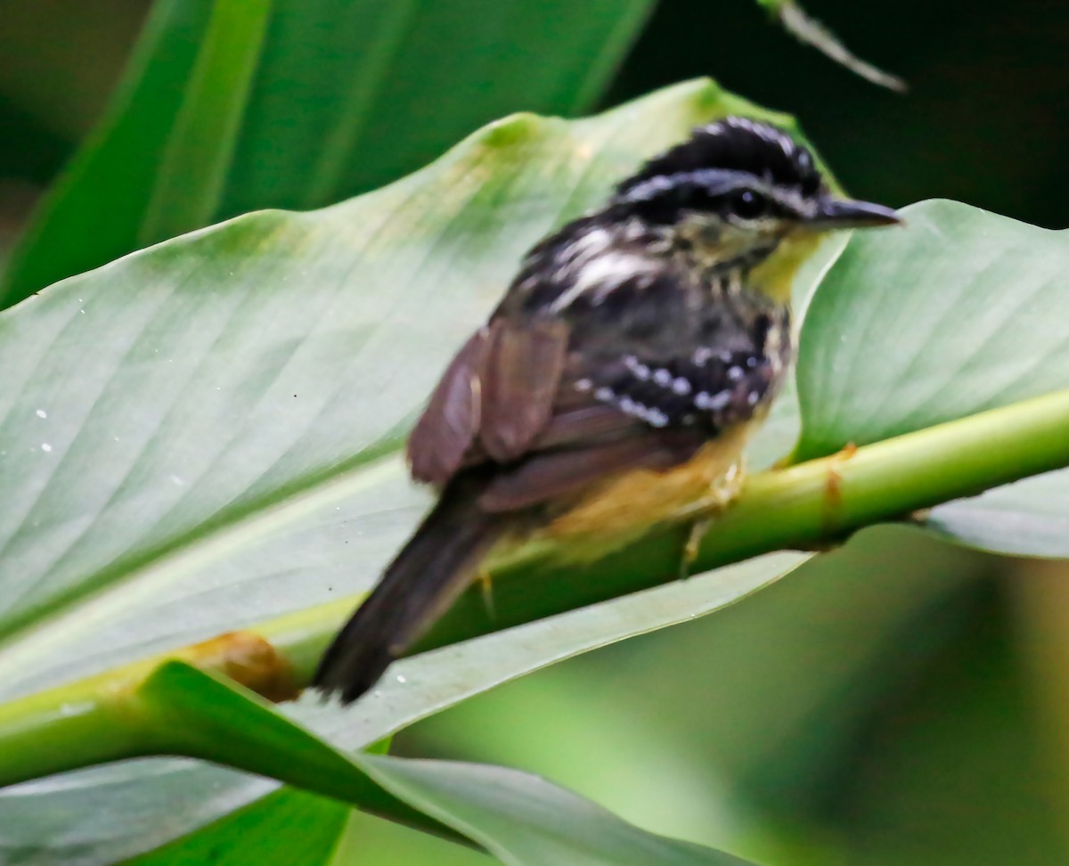 Yellow-breasted Warbling-Antbird - ML195261021