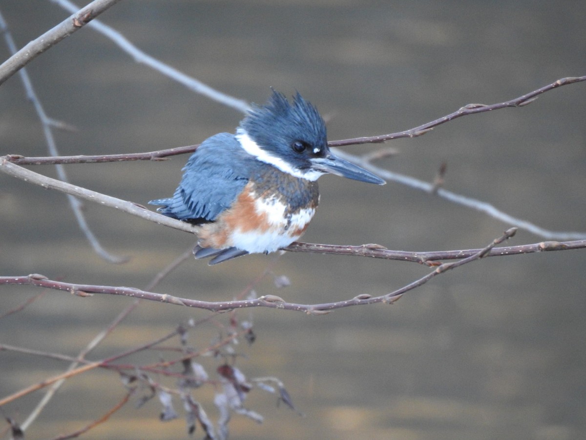 Belted Kingfisher - ML195261041
