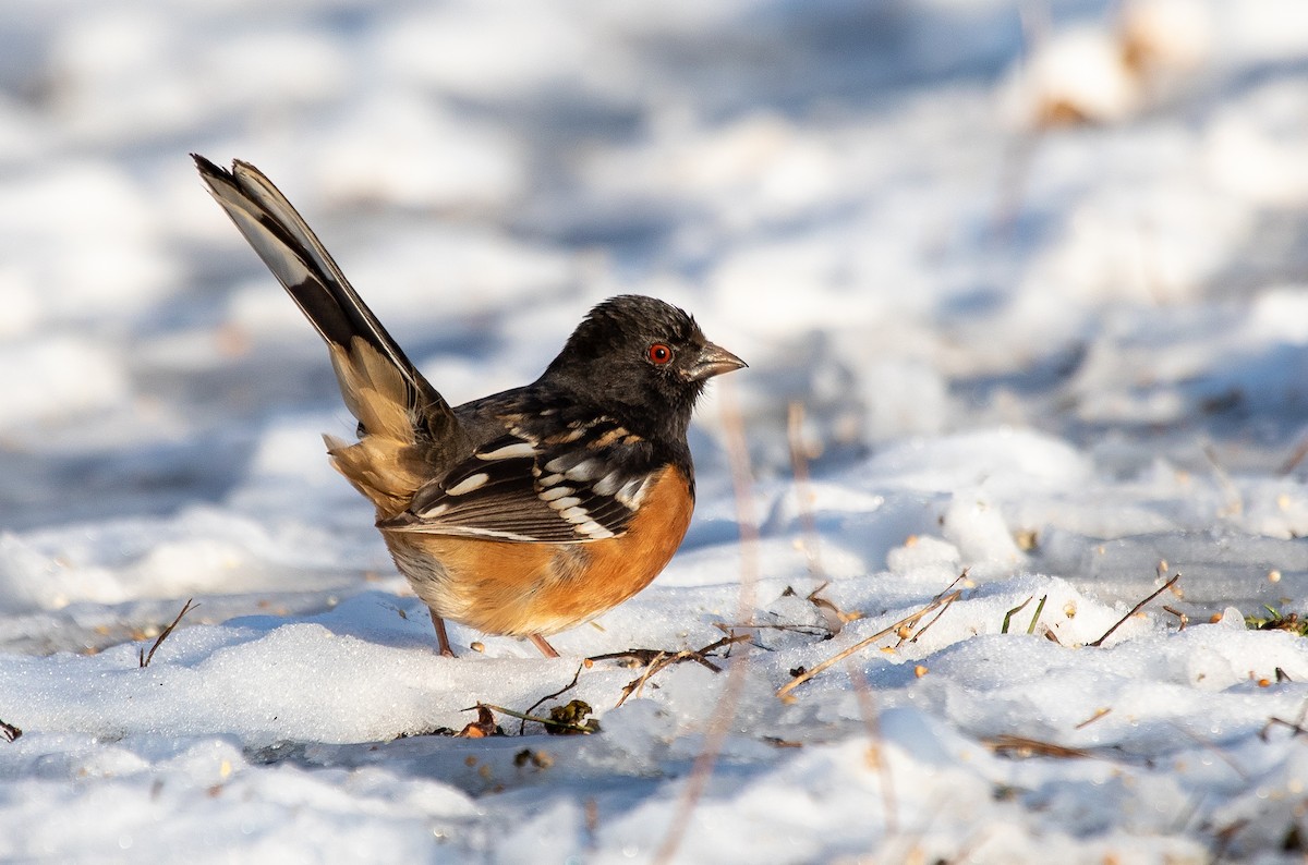 Spotted Towhee - ML195265661