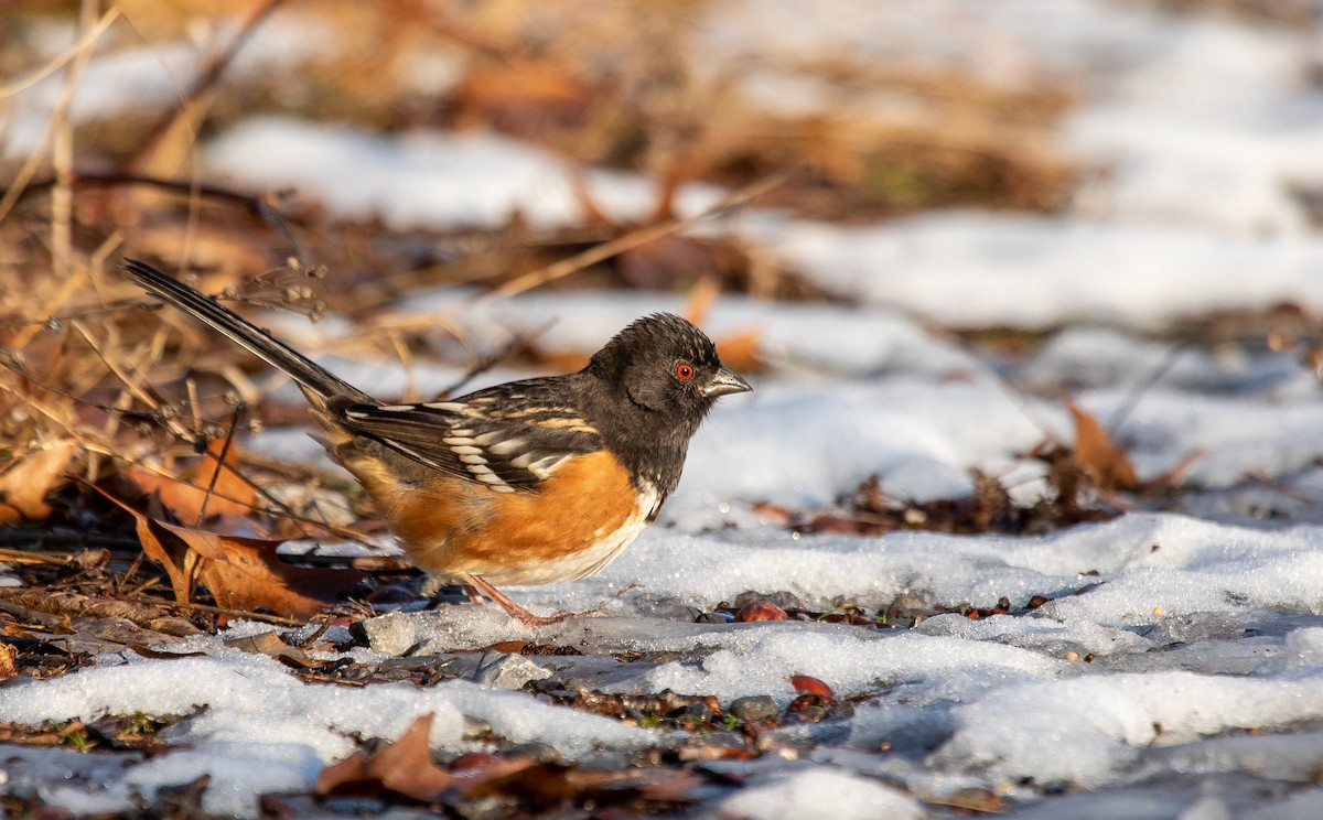 Spotted Towhee - ML195265691