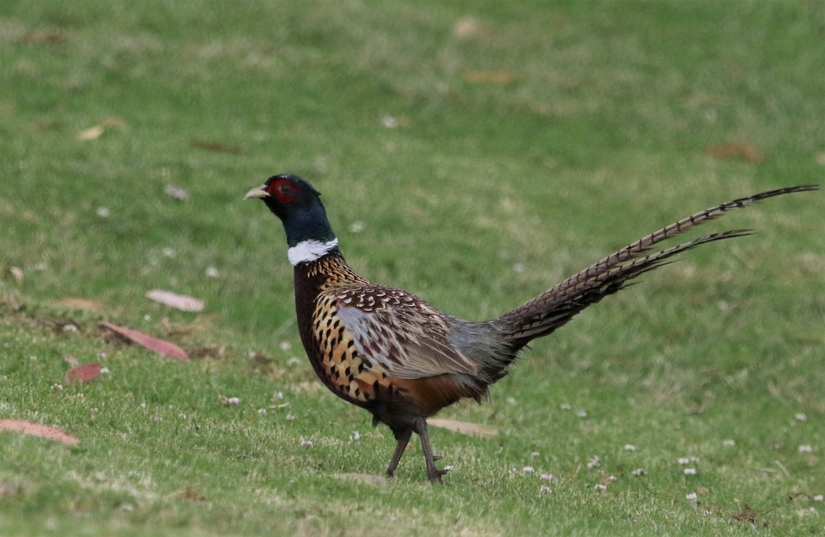 Ring-necked Pheasant - ML195267281