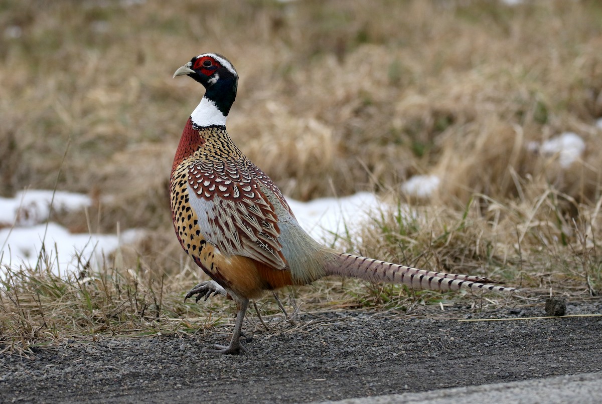 Ring-necked Pheasant - Jay McGowan